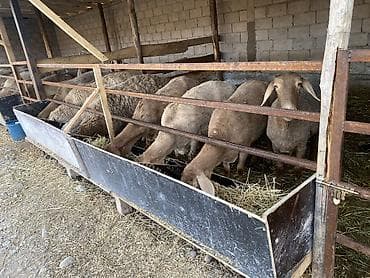 продаю барана: Продаются бараны и ягнята 5 штук овцы заряжены от хорошего кочкара — 1