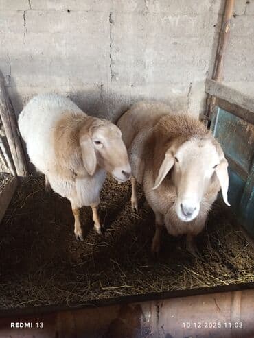 Грызуны: Продаю | Овца (самка) | Для разведения | Матка — 2