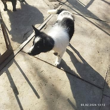 черные псы: Щенок, черно-белый, среднего размера. Порода: помесь — 9