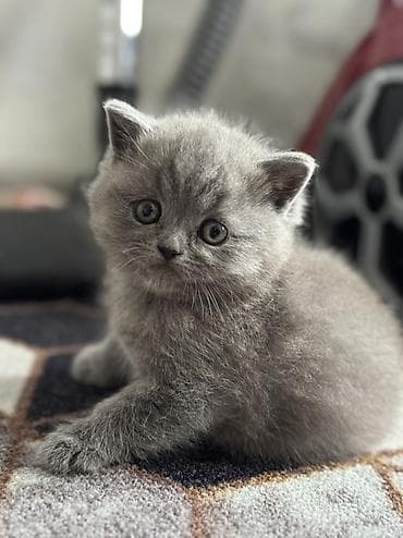 сиамская вислоухая кошка: Шотландские котята (окрас голубой) «Милые котята недавно родились 🐾 — 6