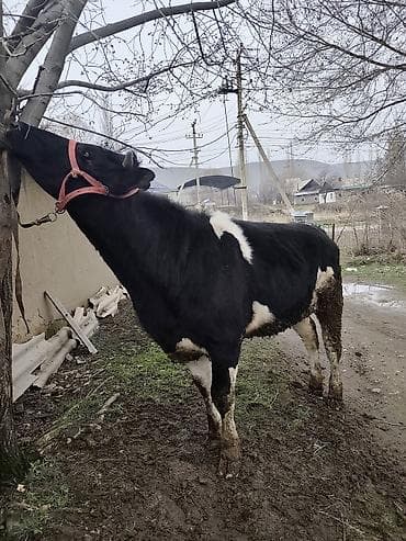 куплю тёлку: Продаю | Тёлка | Бельгийская | На забой, Для разведения | Искусственник — 1