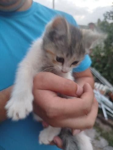 общитя: 2 месяца, Девочка, Приучена к лотку — 3