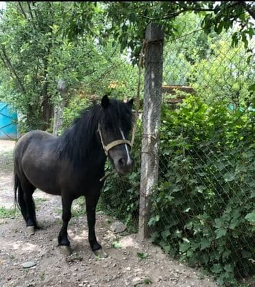 корм для домашних животных: Продаю | Кобыла (самка) | Для разведения — 3