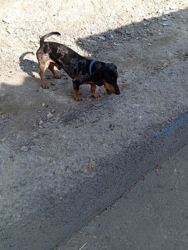 Такса, 3 года, Самец