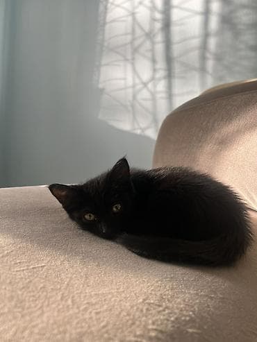 манчикин кот: 4 месяца, Мальчик, С прививками — 3
