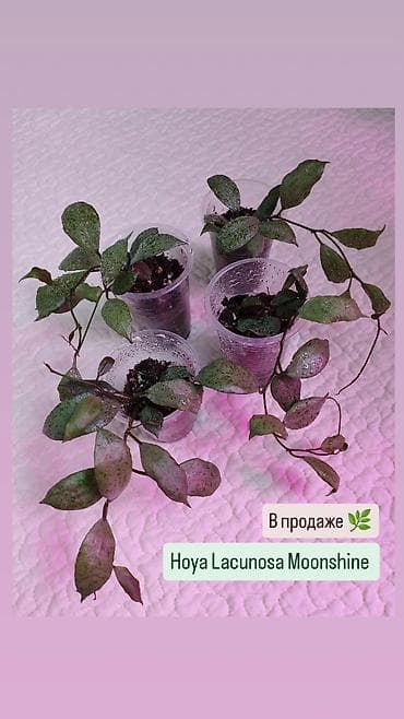 В продаже 🌿 Название сортов написаны на фото