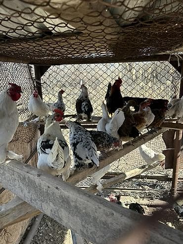 продаю животных: Продаю | Куры | Для разведения — 4