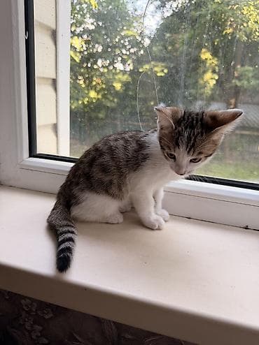 Продаю котенка: мальчик!Мама бенгальская, папа турецкая Ангора