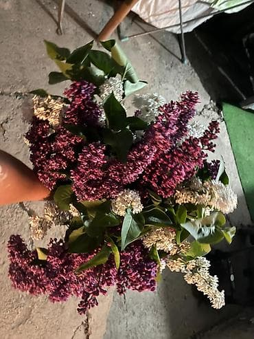 перчатки лилия: Сирень — 3