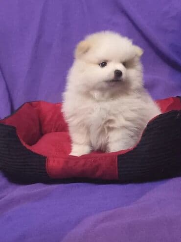 сколько стоит чихуахуа мини: Шпиц, 2 месяца, Самец — 1