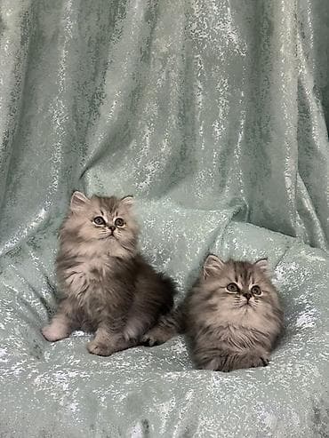 котики в оше: Продаются породистые котята шотландские, серебристая шиншилла. Окрас — 3