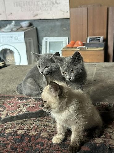 Отдаю даром котят — 5