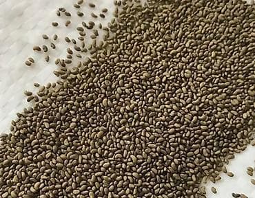 декоративные цветы бишкек: Беде урук, эспарцет урук сатылат, жугору урук кепилдиги менен дун жана — 1