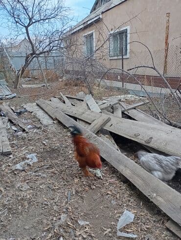 рюкзак для животных: Петухи брама 5 месячные в Канте,крупные на племя — 11