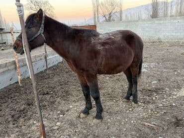 охотничий спаниель: Продаю | Конь (самец) | Рабочий | Осеменитель — 5