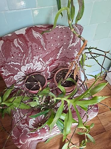 Домашние растения Золотой Ус. Продаются усы для настойки at lalafo.kg Домашние растения Золотой Ус. Продаются усы для настойки