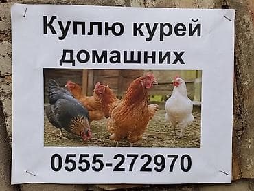 кур купить: Частное лицо : Куры, петухи, | Любое состояние — 1