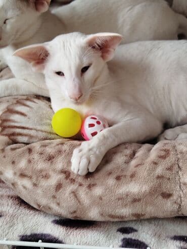наполнители для кошек: Ориентальная, 7 месяцев, Мальчик, Белый, Приучена к лотку, Проглистована, С документами — 5