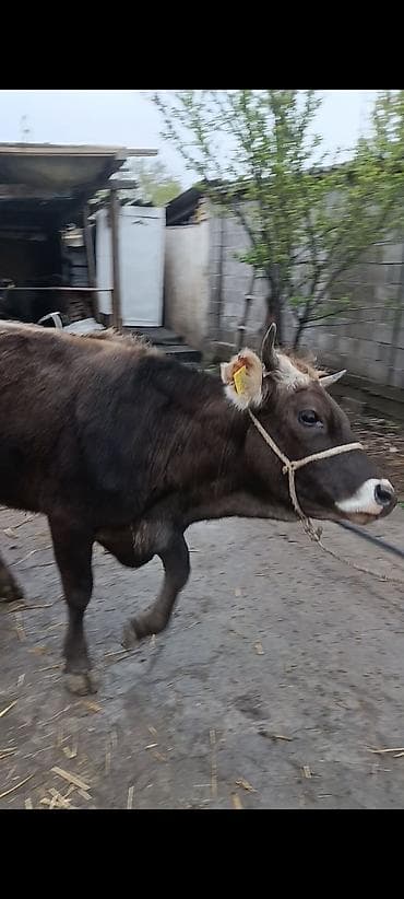 Продаю | Корова (самка) | Для разведения
