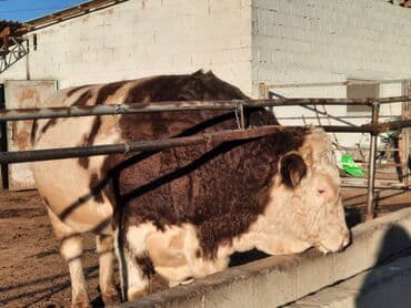 отдам в добрые руки собаку: Продаю | Бык (самец) | Симментальская | Для разведения | Племенные — 1