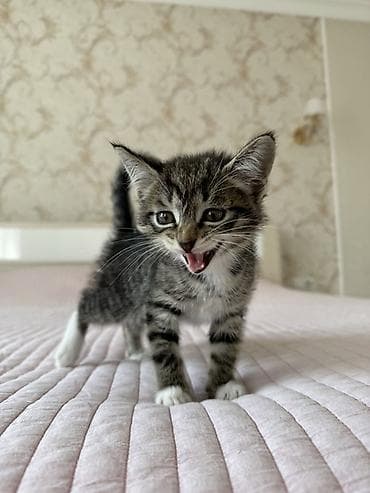 корниш рекс: Котёнок, полосатый табби с белыми «носочками» и грудкой. Описание: - — 2