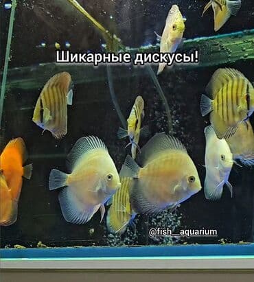 форель токмок: Дискус! Дискусы! Бишкек — 7