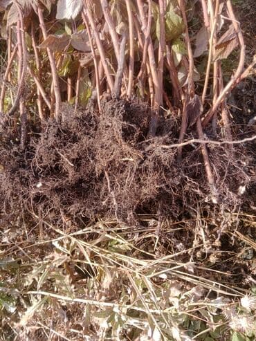 Малина кочоттор сатылат сорт Аргинал Полка кепилдиги менен баасы 13