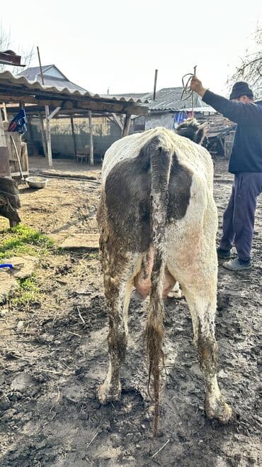 Услуги ветеринара: Продаю | Корова (самка) | Симментальская | Для разведения | Не стельные — 4