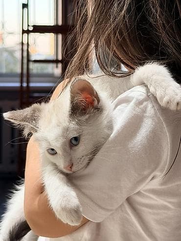 Животные: Котёнок 1.5 месяца, мальчик, с голубыми глазами. Мы зовем его — 4