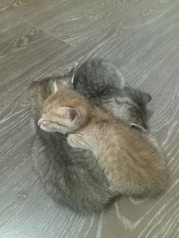 кошки коты котята: Очаровательные котята от домашней кошки. - Помёт из трёх малышей: два — 1