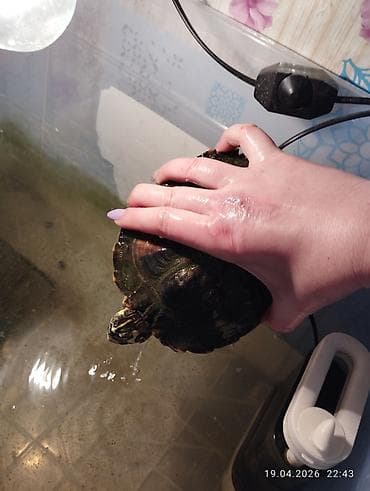 жмых подсолнечника: Продам желтоухую черепаху Крупная, активная. Есть фильтр, на днях — 3