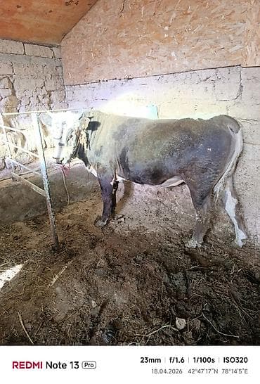 крематорий для животных бишкек: Продаю | Бык (самец) | На откорм | Осеменитель — 1