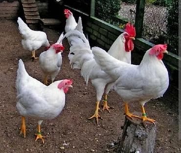 жумуртка: Сатам | Балапандар | Леггорн | Жумуртка туудуруу үчүн — 2