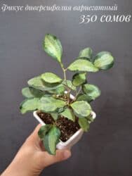 живые растения в аквариум купить: Комнатные растения, цветы (молодые растения, взрослые экземпляры). Не — 6