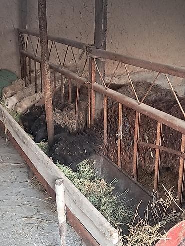 А/ч жаныбарлары үчүн тоюттар: Сатам | Ургаачы кой (ургаачы) | Көбөйтүү үчүн | Ургаачы — 9