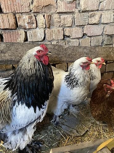 с мыкан: Продаю | Куры | Брама | Для разведения — 8
