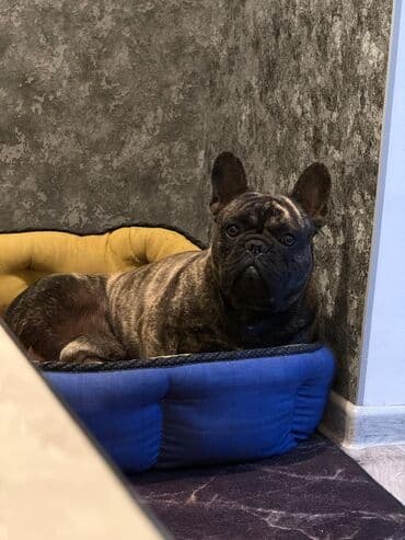 купить французского бульдога: Вязка: Бульдог, Самец, 1 год, С родословной, С прививкой — 1