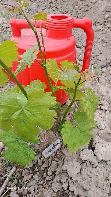 здоровое пртание: Саженцы винограда (разные сорта) - Молодые укоренённые кустики — 6