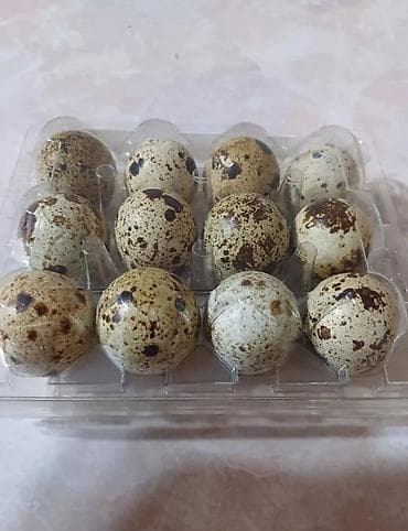 Перепелиные яйца в прозрачной пластиковой упаковке на 12 штук. -