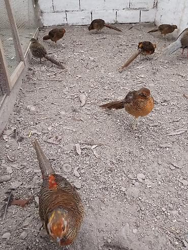 куплю фазан: Продам молодых золотых фазанов — 2