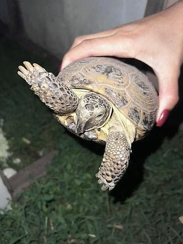 купить клетку для животных: Среднеазиатская сухопутная черепаха (Testudo horsfieldii). Описание — 2