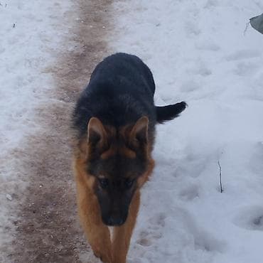 щенка немецкой овчарки купить: Продается Немецкая овчарка, кобель. 4 месяца. окрас : чепрачный — 4