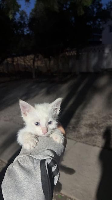 котят купить: 1 месяц, Мальчик — 2