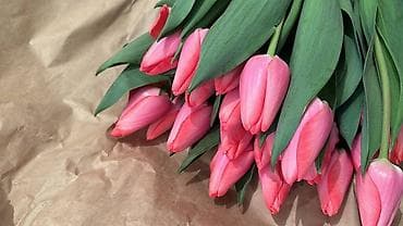 цветы тюлпаны: Тюльпаны срезанные — моно-букеты - Разнообразие оттенков — 2