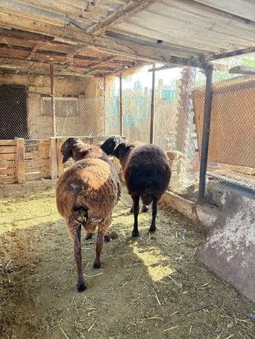 грызуны домашние: Продаю | Баран (самец) | Арашан | Для разведения, На забой | Племенные — 7