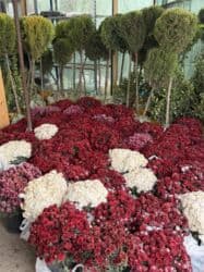 купить декоративные деревья: Саженцы деревьев: Туи — 17