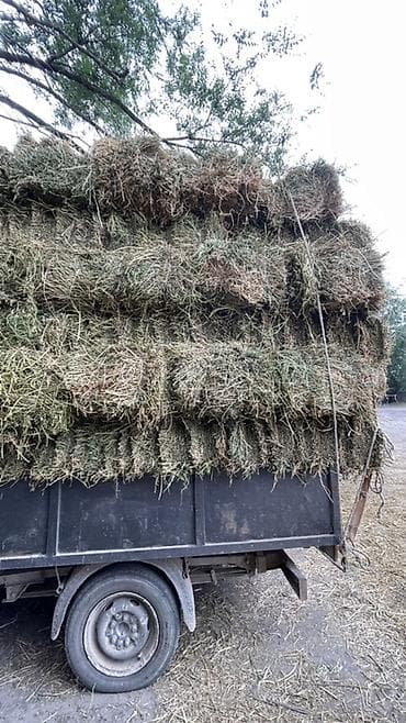 Сено в тюках. Чистий клевер 🍀 1 кос 100 штук По беловодску доставка