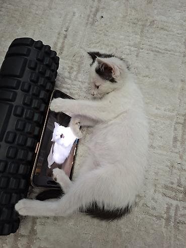 Үй жаныбарлары: Котёнок, приученный к лотку - Возраст: котёнок (маленький) - Окрас — 6