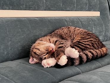 кошке: Здравствуйте, очень срочно 🙏 Беременную кошку сегодня могут выгнать на — 6