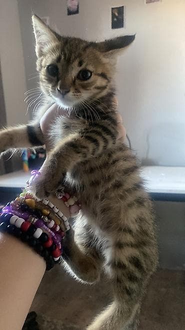 Котёнок тигрового окраса - Окрас: тёплый коричнево‑рыжий табби с at lalafo.kg Котёнок тигрового окраса - Окрас: тёплый коричнево‑рыжий табби с